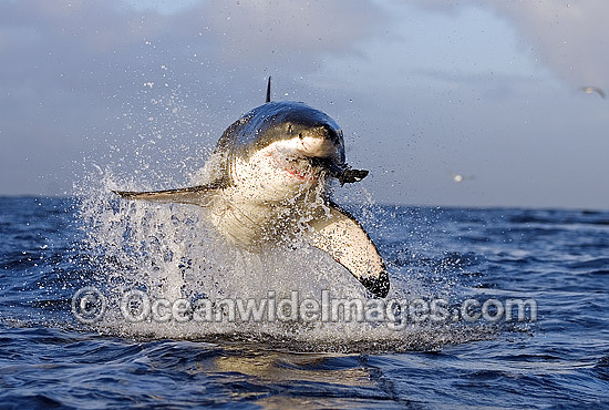 Great White Shark (Carcharodon carcharias) breaching on surface whilst attacking seal decoy. False Bay, South Africa. Protected species. Photo - Chris & Monique Fallows Great White Shark (Carcharodon carcharias) breaching on surface whilst attacking seal decoy. False Bay, South Africa. Protected species. Photo - Chris & Monique Fallows