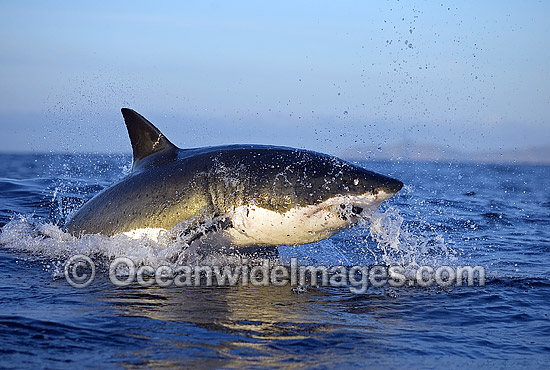 Great White Shark (Carcharodon carcharias) breaching on surface whilst attacking seal decoy. False Bay, South Africa. Protected species. Photo - Chris & Monique Fallows Great White Shark (Carcharodon carcharias) breaching on surface whilst attacking seal decoy. False Bay, South Africa. Protected species. Photo - Chris & Monique Fallows