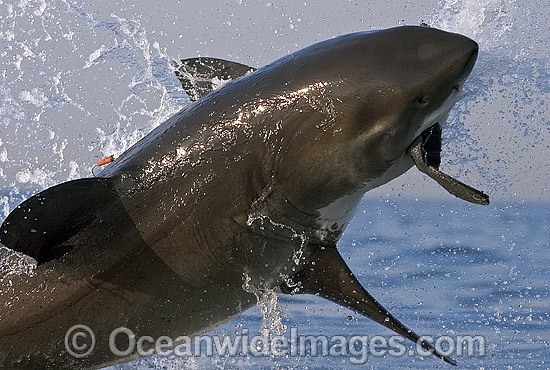 Great White Shark (Carcharodon carcharias) breaching on surface whilst attacking seal decoy. False Bay, South Africa. Protected species. Photo - Chris & Monique Fallows