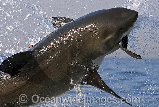 Great White Shark breaching photo