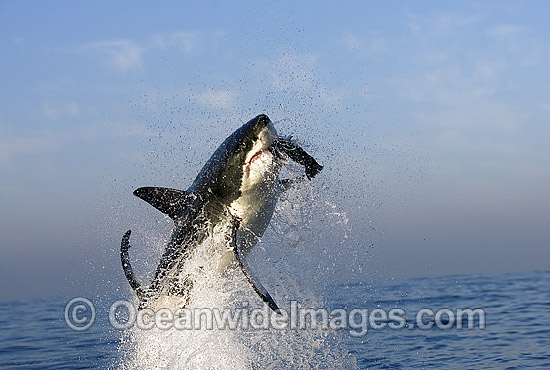 Great White Shark (Carcharodon carcharias) breaching on surface whilst attacking seal decoy. False Bay, South Africa. Protected species. Photo - Chris & Monique Fallows