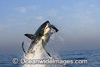 Great White Shark breaching Photo - Chris & Monique Fallows
