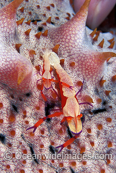 Emperor Shrimp on Sea Cucumber photo