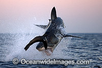 Great White Shark breaching Cape Fur Seal Photo - Chris & Monique Fallows