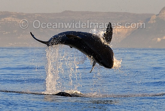 Great White Shark (Carcharodon carcharias) breaching on surface whilst attacking Cape Fur Seal (Arctocephalus pusillus pusillus). False Bay, South Africa. Protected species. Photo - Chris & Monique Fallows