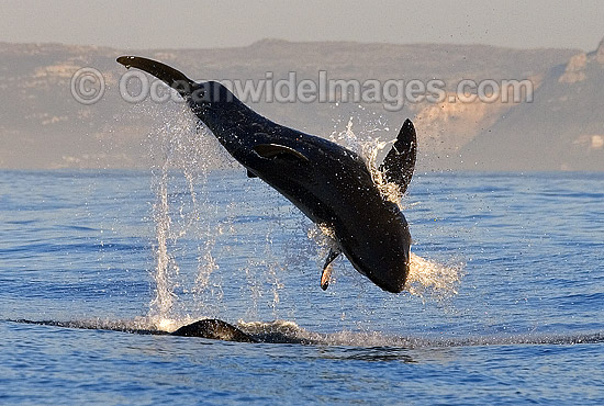 Great White Shark breaching on Seal photo