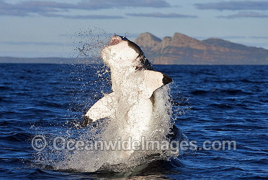 Great White Shark (Carcharodon carcharias) breaching on surface whilst attacking Cape Fur Seal. False Bay, South Africa. Protected species. Photo - Chris & Monique Fallows Great White Shark (Carcharodon carcharias) breaching on surface whilst attacking Cape Fur Seal. False Bay, South Africa. Protected species. Photo - Chris & Monique Fallows