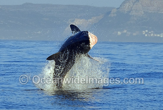 Great White Shark (Carcharodon carcharias) breaching on surface whilst attacking Cape Fur Seal. False Bay, South Africa. Protected species. Photo - Chris & Monique Fallows