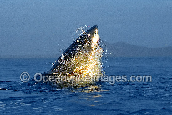 Great White Shark (Carcharodon carcharias) breaching on surface whilst attacking Cape Fur Seal. False Bay, South Africa. Protected species. Photo - Chris & Monique Fallows Great White Shark (Carcharodon carcharias) breaching on surface whilst attacking Cape Fur Seal. False Bay, South Africa. Protected species. Photo - Chris & Monique Fallows