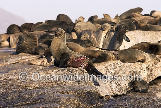 Cape Fur Seal Great White Shark wounds photo