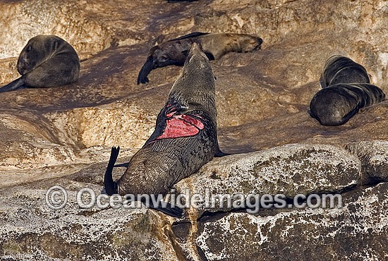 Cape Fur Seal with Shark attack photo