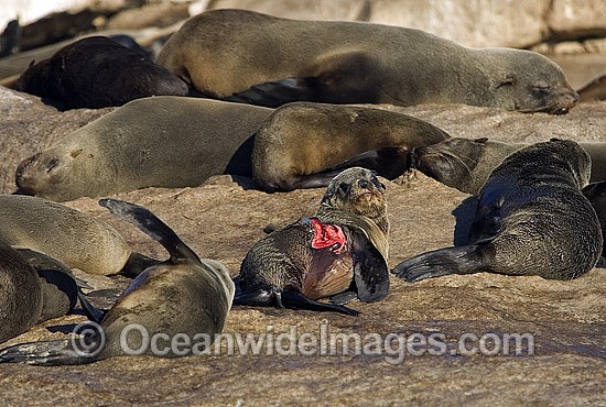 Cape Fur Seal with Shark attack wounds photo