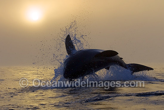 Great White Shark (Carcharodon carcharias) breaching on surface whilst attacking seal decoy. False Bay, South Africa. Protected species. Photo - Chris & Monique Fallows Great White Shark (Carcharodon carcharias) breaching on surface whilst attacking seal decoy. False Bay, South Africa. Protected species. Photo - Chris & Monique Fallows