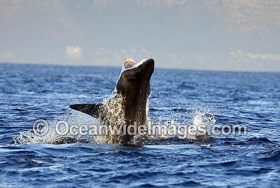 Great White Shark (Carcharodon carcharias) breaching on surface whilst attacking Cape Fur Seal. False Bay, South Africa. Protected species. Photo - Chris & Monique Fallows