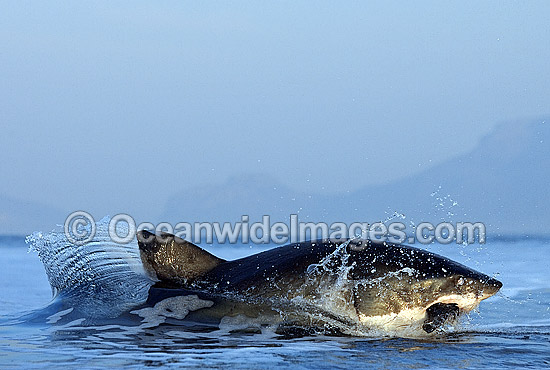 Great White Shark (Carcharodon carcharias) breaching on surface whilst attacking seal decoy. False Bay, South Africa. Protected species. Photo - Chris & Monique Fallows