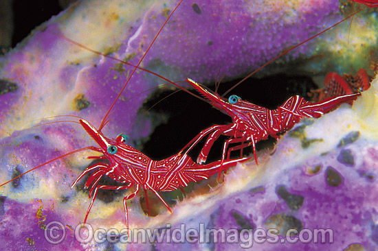 Hinge-beak Shrimps on sponge photo