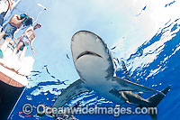 Oceanic Whitetip Shark Photo - Chris & Monique Fallows