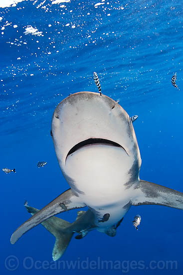 Oceanic Whitetip Shark photo Oceanic Whitetip Shark photo