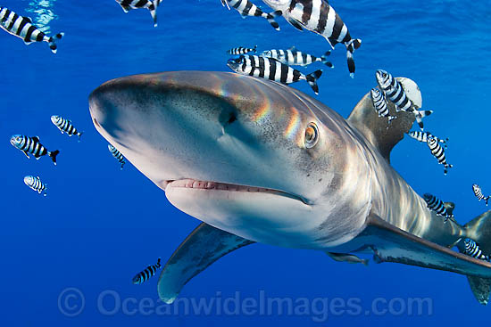 Oceanic Whitetip Shark photo