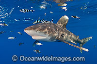 Oceanic Whitetip Shark Carcharhinus longimanus Photo - Chris & Monique Fallows