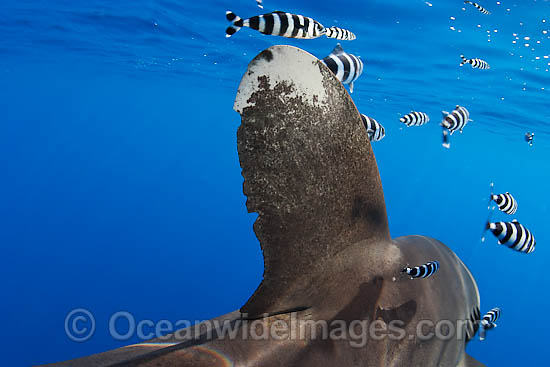 Oceanic Whitetip Shark (Carcharhinus longimanus), showing close detail of dorsal fin. This oceanic shark is found worldwide in tropical and temperate seas. Photo taken in Mozambique Channel, located between Madagascar and southeast Africa, Indian Ocean Photo - Chris & Monique Fallows