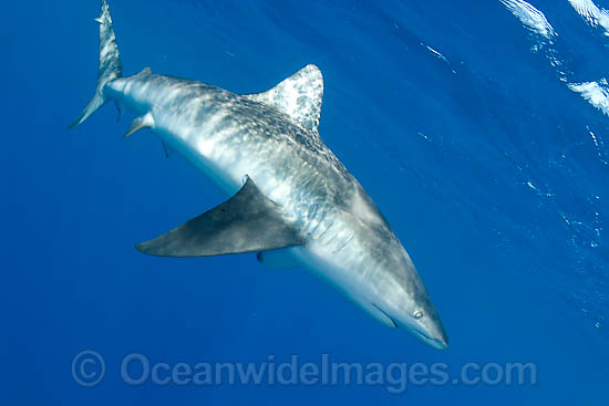 Pigeye Shark Carcharhinus amboinensis photo Pigeye Shark Carcharhinus amboinensis photo
