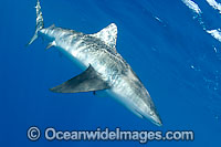 Pigeye Shark Carcharhinus amboinensis Photo - Chris & Monique Fallows