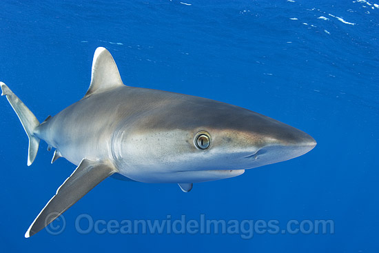 Silvertip Shark photo