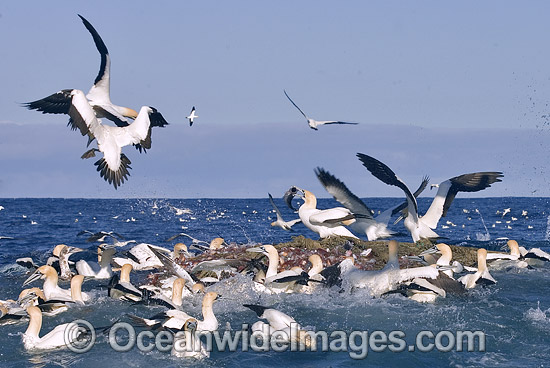Cape Gannets (Morus capensis) feeding behind fishing trawler. Cape Point, South Africa. These Gannets have also been sighted in Victoria, Australia. Photo - Chris & Monique Fallows Cape Gannets (Morus capensis) feeding behind fishing trawler. Cape Point, South Africa. These Gannets have also been sighted in Victoria, Australia. Photo - Chris & Monique Fallows