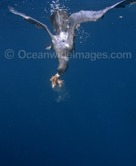 Wedge-tailed Shearwater (Puffinus pacificus) diving beneath surface feeding on shark chum. Also known as Muttonbird and Sooty Shearwater. Found in Eastern and Western Australia Photo - Chris & Monique Fallows