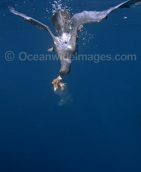 Wedge-tailed Shearwater (Puffinus pacificus) diving beneath surface feeding on shark chum. Also known as Muttonbird and Sooty Shearwater. Found in Eastern and Western Australia Photo - Chris & Monique Fallows Wedge-tailed Shearwater (Puffinus pacificus) diving beneath surface feeding on shark chum. Also known as Muttonbird and Sooty Shearwater. Found in Eastern and Western Australia Photo - Chris & Monique Fallows