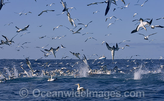 Cape Gannets feeding behind fishing trawler photo