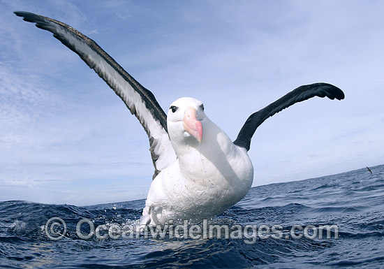 Black-browed Albatross (Thalassarche melanophris). Cape Point, South Africa. Also known as Black-browed Mollymawk. Also found in Southern Australia Photo - Chris & Monique Fallows Black-browed Albatross (Thalassarche melanophris). Cape Point, South Africa. Also known as Black-browed Mollymawk. Also found in Southern Australia Photo - Chris & Monique Fallows