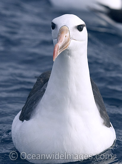 Black-browed Albatross (Thalassarche melanophris). Cape Point, South Africa. Also known as Black-browed Mollymawk. Also found in Southern Australia Photo - Chris & Monique Fallows Black-browed Albatross (Thalassarche melanophris). Cape Point, South Africa. Also known as Black-browed Mollymawk. Also found in Southern Australia Photo - Chris & Monique Fallows