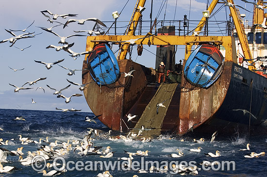 Cape Gannets feeding behind fishing trawler photo Cape Gannets feeding behind fishing trawler photo