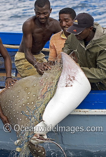 White-spotted Eagle Ray caught in gill net photo