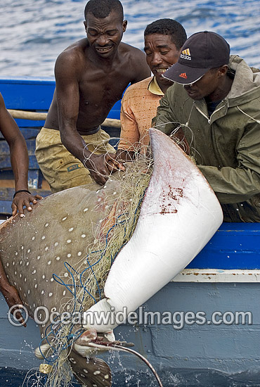 White-spotted Eagle Ray caught in gill net photo White-spotted Eagle Ray caught in gill net photo