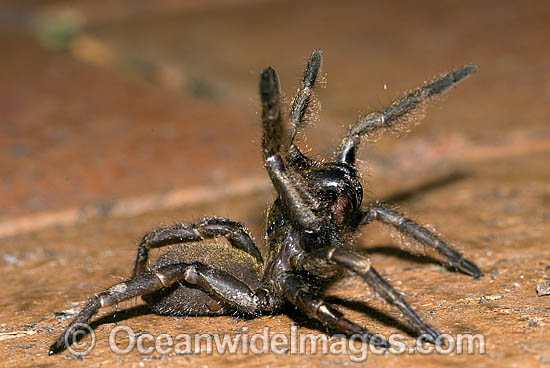 Trapdoor Spider Misgolas sp. photo