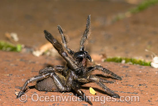 Trapdoor Spider in defence posture photo