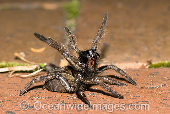 Allerede sjælden disharmoni Australian Trapdoor Spider Stock Photos, Pictures and Images