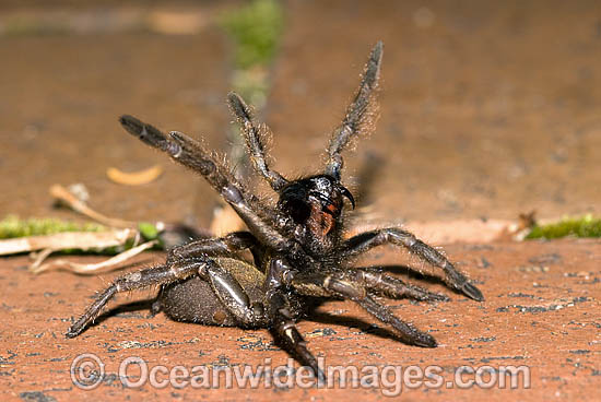 Trapdoor Spider in defence posture photo