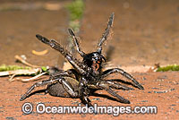 Trapdoor Spider in defence posture Photo - Gary Bell