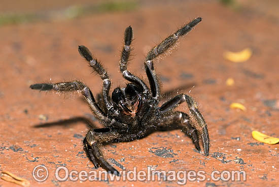 Trapdoor Spider (Misgolas sp.) - male in defence posture. Trapdoor Spiders are often mistaken for Funnel-web Spiders as they look very similar, however, unlike Funnel-web Spiders, Trapdoor Spider are not dangerous. Coffs Harbour, NSW, Australia Photo - Gary Bell