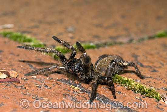 Trapdoor Spider male in strike pose photo