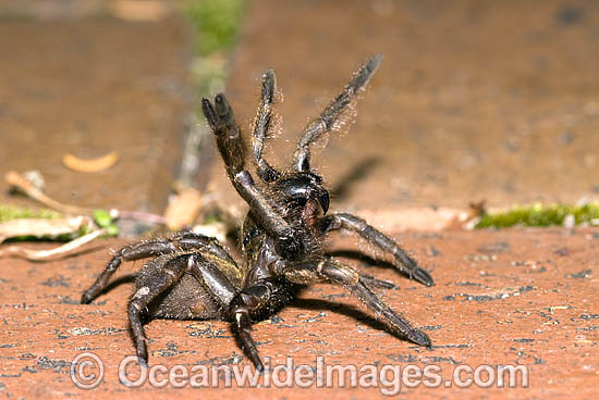 Trapdoor Spider (Misgolas sp.) - male in defence posture. Trapdoor Spiders are often mistaken for Funnel-web Spiders as they look very similar, however, unlike Funnel-web Spiders, Trapdoor Spider are not dangerous. Coffs Harbour, NSW, Australia Photo - Gary Bell