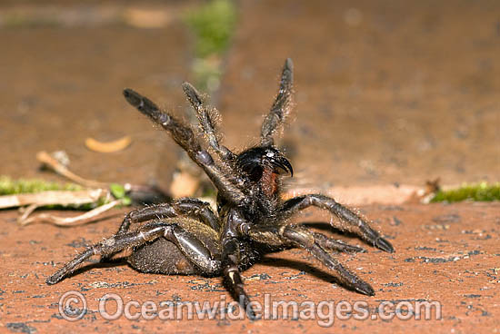 Trapdoor Spider in defence posture photo