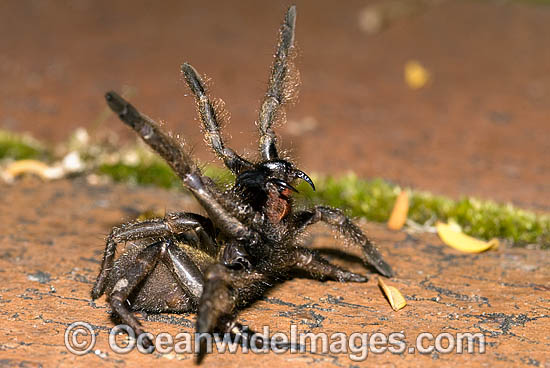 Trapdoor Spider (Misgolas sp.) - male in defence posture. Trapdoor Spiders are often mistaken for Funnel-web Spiders as they look very similar, however, unlike Funnel-web Spiders, Trapdoor Spider are not dangerous. Coffs Harbour, NSW, Australia Photo - Gary Bell Trapdoor Spider (Misgolas sp.) - male in defence posture. Trapdoor Spiders are often mistaken for Funnel-web Spiders as they look very similar, however, unlike Funnel-web Spiders, Trapdoor Spider are not dangerous. Coffs Harbour, NSW, Australia Photo - Gary Bell