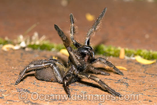 Trapdoor Spider male striking photo