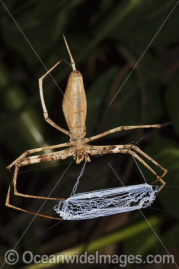  Deinopis subrufa Web-throwing Spider photo