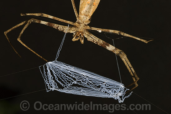 Net-casting Spider (Deinopis subrufa) - in hunting posture. Also known as Stick Spider, Web-throwing Spider and Ogre-face Spider. Coffs Harbour, New South Wales, Australia Photo - Gary Bell